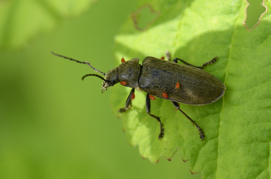 Dascillus cervinus attaccato da acari